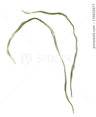 Watercolor illustration of long, thin green grass blades or seaweed stalks. Botanical element for designs, wedding invitations or nature-themed illustrations. Minimalist, flowing curved lines. Watercolor illustration of long, thin green grass blades or seaweed stalks. Botanical element for designs, wedding invitations or nature-themed illustrations. Minimalist, flowing curved lines. 139820877