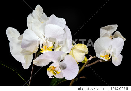 Elegant White Phalaenopsis Orchid Flowers Blooming Isolated On Black Background Elegant White Phalaenopsis Orchid Flowers Blooming Isolated On Black Background 139820986
