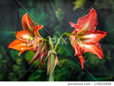 Vibrant Orange Hippeastrum Amaryllis Flowers Against Green Tropical Leaves Vibrant Orange Hippeastrum Amaryllis Flowers Against Green Tropical Leaves 139820996
