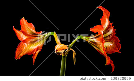Stunning Orange Hippeastrum Amaryllis Flower Blooming Against a Solid Black Background Stunning Orange Hippeastrum Amaryllis Flower Blooming Against a Solid Black Background 139820999