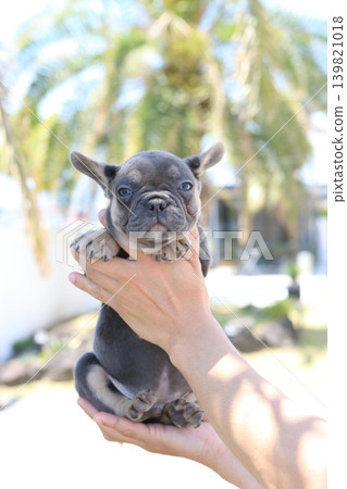 French bulldog French bulldog 139821018