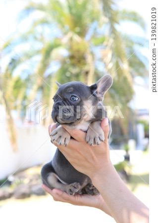 French bulldog French bulldog 139821019