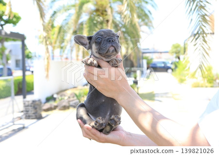 French bulldog French bulldog 139821026