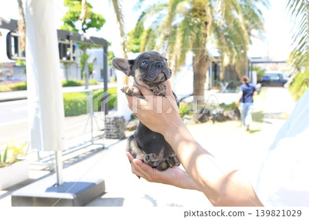 法國鬥牛犬 139821029
