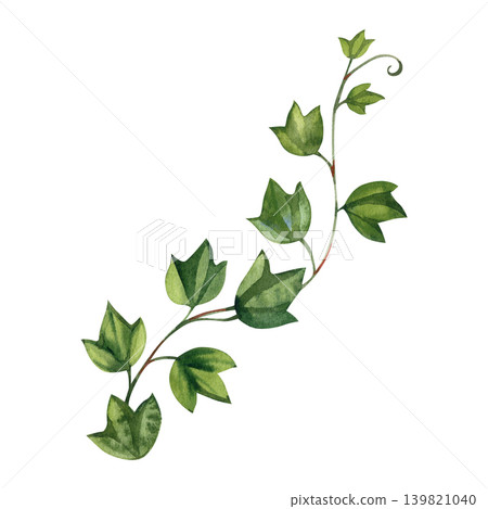 Elegant watercolor illustration of a climbing ivy branch, gracefully hand drawn. The botanical element features a winding green stem adorned with detailed pointed green leaves 139821040