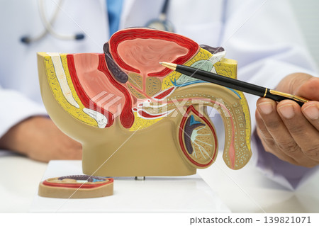 Male reproductive system, Asian doctor holding human anatomy model for study diagnosis and treatment in hospital. 139821071