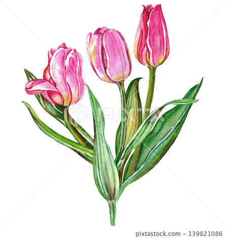 Soft Pink Tulip Watercolor Botanical Artwork Soft Pink Tulip Watercolor Botanical Artwork 139821086