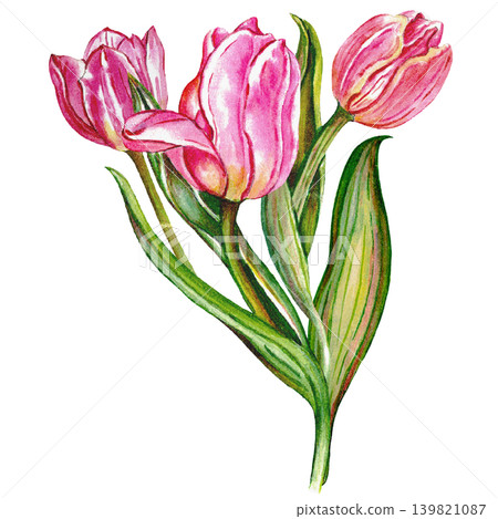 Soft Pink Tulip Watercolor Botanical Artwork 139821087