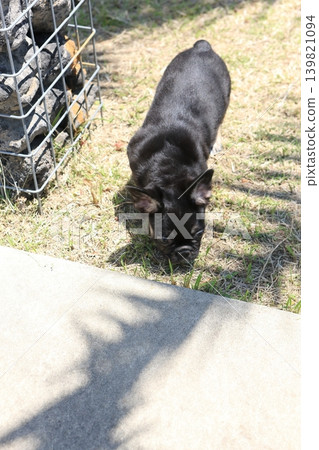 法國鬥牛犬 法國鬥牛犬 139821094