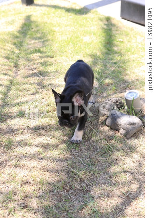法國鬥牛犬 法國鬥牛犬 139821095