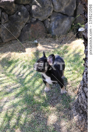 French bulldog French bulldog 139821098