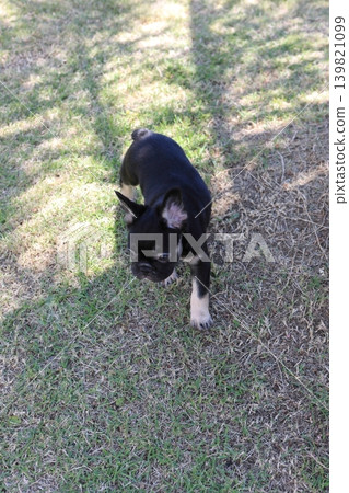 法國鬥牛犬 法國鬥牛犬 139821099