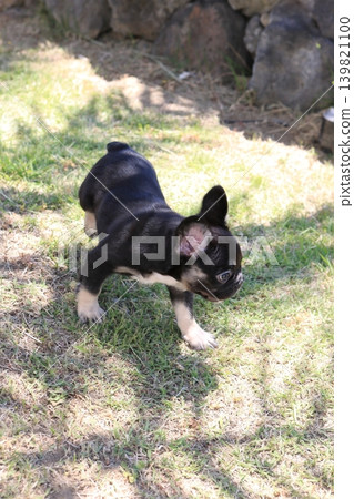 法國鬥牛犬 法國鬥牛犬 139821100