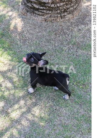 法國鬥牛犬 法國鬥牛犬 139821102