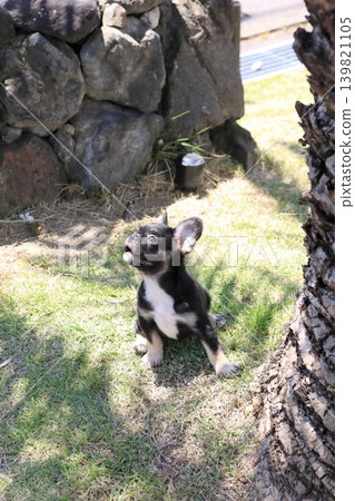 French bulldog French bulldog 139821105