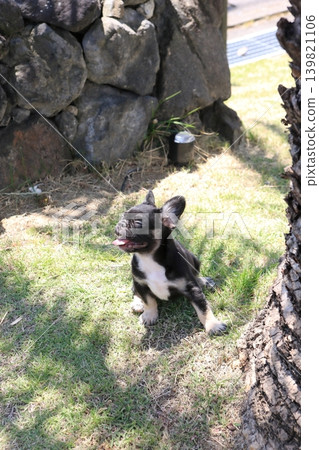 French bulldog French bulldog 139821106