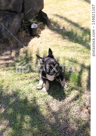 法國鬥牛犬 139821107