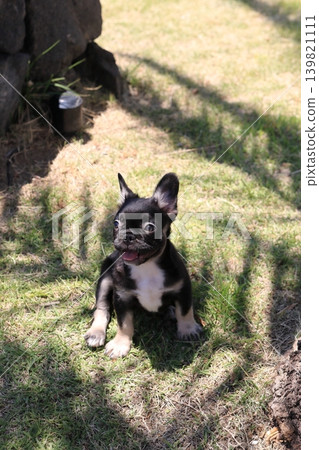 法國鬥牛犬 法國鬥牛犬 139821111