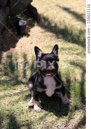 法國鬥牛犬 法國鬥牛犬 139821116