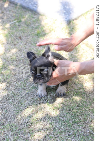 French bulldog French bulldog 139821175