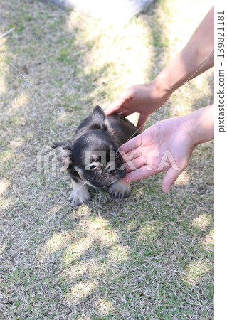 法國鬥牛犬 法國鬥牛犬 139821181