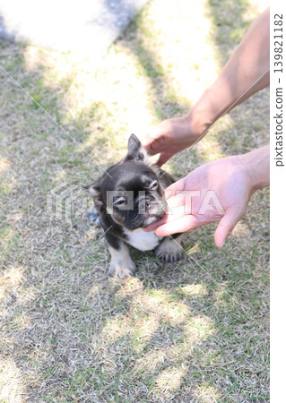 French bulldog French bulldog 139821182