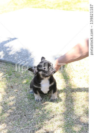 French bulldog French bulldog 139821187