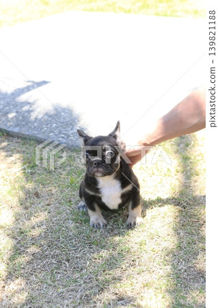 法國鬥牛犬 法國鬥牛犬 139821188