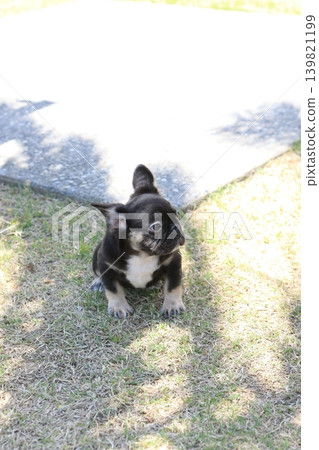French bulldog 139821199