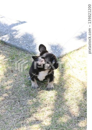 French bulldog French bulldog 139821200