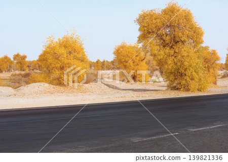 A beautiful autumn scene: a poplar forest bathed in vibrant golden hues and a single road stretching straight to the horizon. A beautiful autumn scene: a poplar forest bathed in vibrant golden hues and a single road stretching straight to the horizon. 139821336