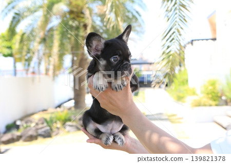 French bulldog French bulldog 139821378
