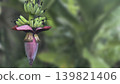 bug insects in nature,Close-up of a vibrant, pink banana blossom 139821406