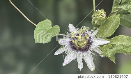 Beautiful Stinking passionflower (Passiflora foetida) white flower blossom with green nature blurred background, other names wild maracuja, bush passion fruit, wild water lemon, running pop. Beautiful Stinking passionflower (Passiflora foetida) white flower blossom with green nature blurred background, other names wild maracuja, bush passion fruit, wild water lemon, running pop. 139821407