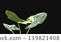 Caladium ,Caladium ThaiBeauty or Dieffenbachia seguine or Caladium bicolor or Araceae or pink and green leaf 139821408
