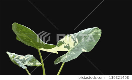 Caladium ,Caladium ThaiBeauty or Dieffenbachia seguine or Caladium bicolor or Araceae or pink and green leaf Caladium ,Caladium ThaiBeauty or Dieffenbachia seguine or Caladium bicolor or Araceae or pink and green leaf 139821408