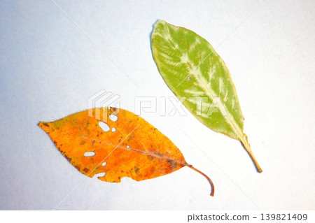 Fallen leaves Fallen leaves 139821409