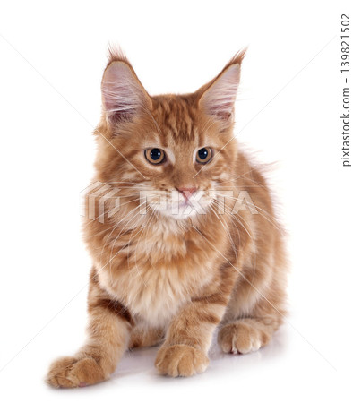 maine coon kitten maine coon kitten 139821502