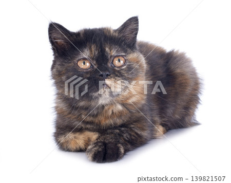 Exotic Shorthair kitten Exotic Shorthair kitten 139821507