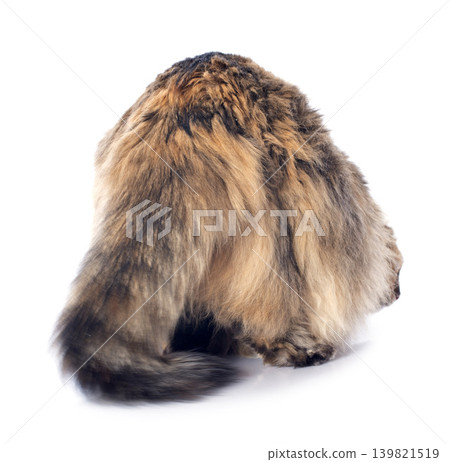 american curl cat 139821519