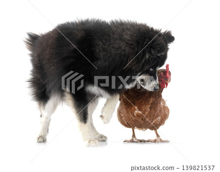 Pomsky and chicken in studio Pomsky and chicken in studio 139821537