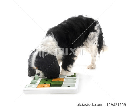 cavalier king charles cavalier king charles 139821539