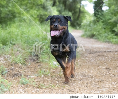 rottweiler in nature rottweiler in nature 139821557