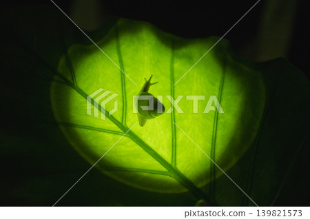 Natural ecology microscopic aesthetics: Backlit semi-transparent green grass, sweet potato leaf, moving light on the cochlea, clear leaf vein pattern, pure black background special photo Natural ecology microscopic aesthetics: Backlit semi-transparent green grass, sweet potato leaf, moving light on the cochlea, clear leaf vein pattern, pure black background special photo 139821573