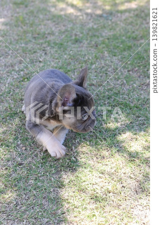 French bulldog French bulldog 139821621