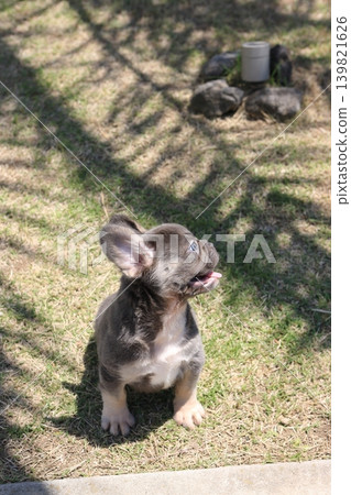 French bulldog French bulldog 139821626