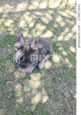 French bulldog French bulldog 139821641