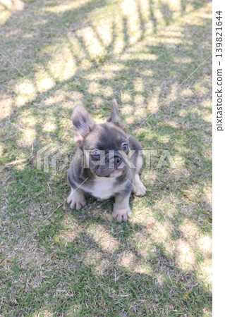 French bulldog French bulldog 139821644