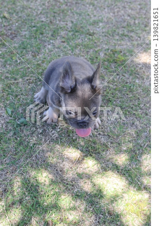 法國鬥牛犬 法國鬥牛犬 139821651