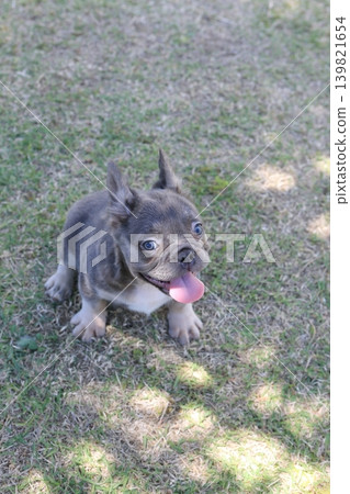 French bulldog French bulldog 139821654